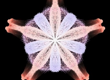 Starfishy Zen Light thumbnail 000027.jpg 